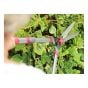 Telescopic Hedge Shears by Kent & Stowe - 70100421